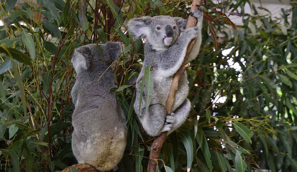 Coccolare un Koala al Lone Pine Koala Sanctuary