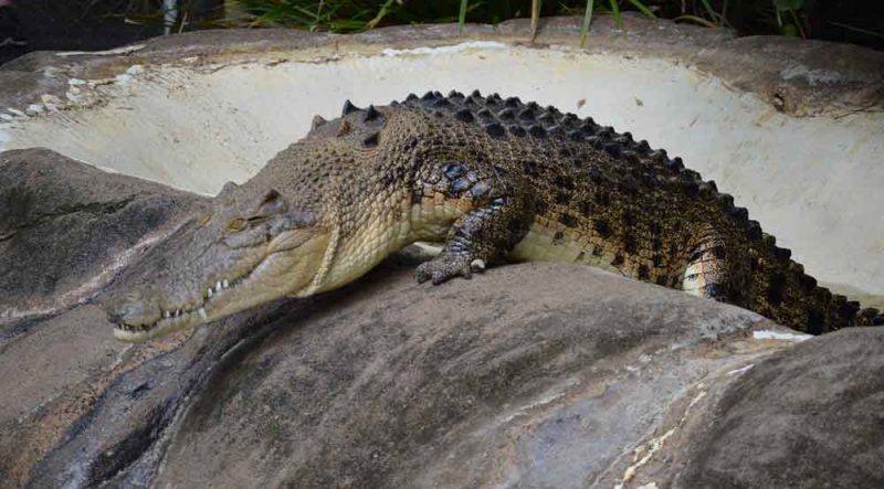 animali pericolosi dell’Australia animali pericolosi dell’Australia