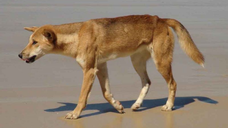 Il dingo è il cane selvatico dell’Australia animali australiani, Dingo