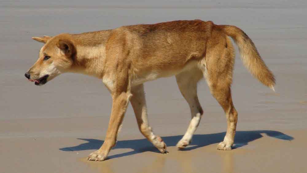 animali australiani, Dingo