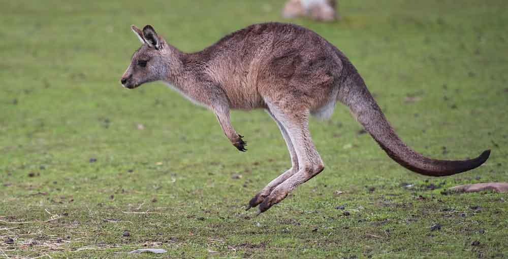 animali australiani, canguro