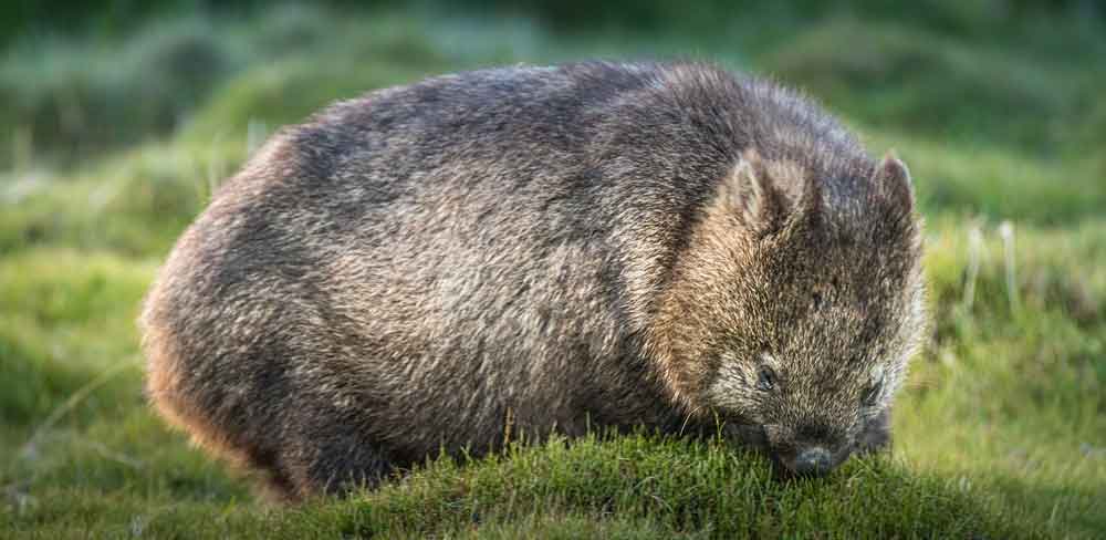 animali australiani, Wombat