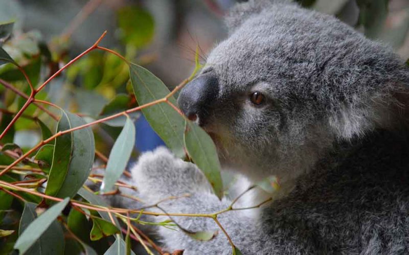 animali australiani selvatici fauna australiana, Koala