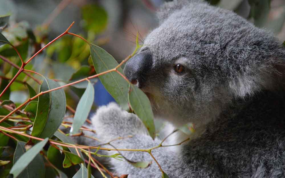 fauna australiana, Koala