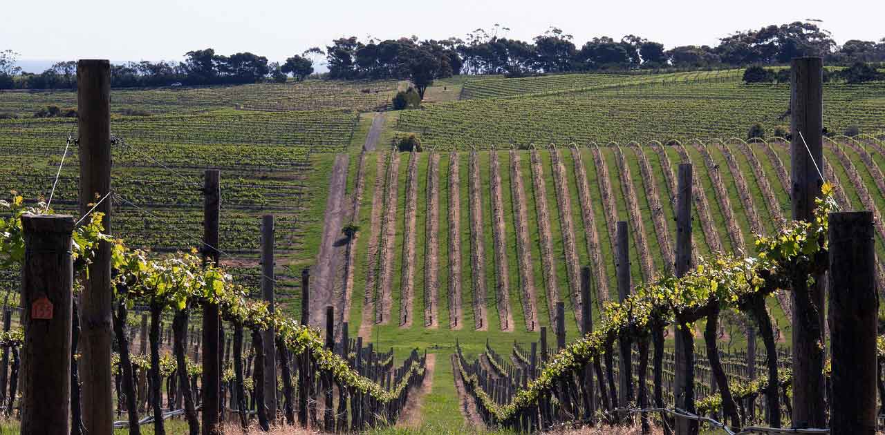 McLaren Vale