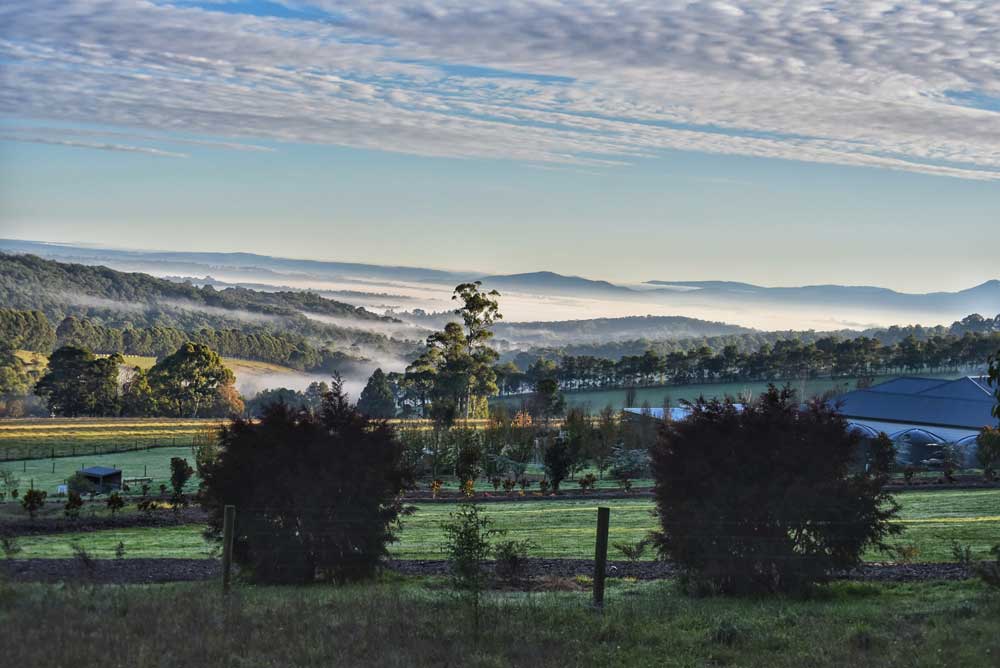 Veduta panoramica delle colline verdi e della vegetazione rigogliosa a Gembrook, nella regione della Yarra Valley, Australia.