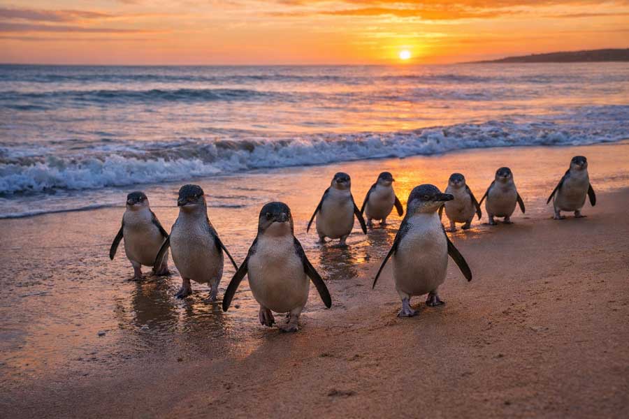 Pinguini minori Penguin Parade Phillip Island che emergono dall'oceano al tramonto sulla spiaggia